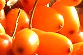 Sea Buckthorn Omega-7
